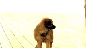 тини лав мультфильм