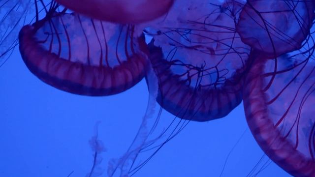 1 Hour of Relaxing Jellyfish Aquarium for Sleep, Study, Meditate | Love Nature ASMR смотреть онлайн