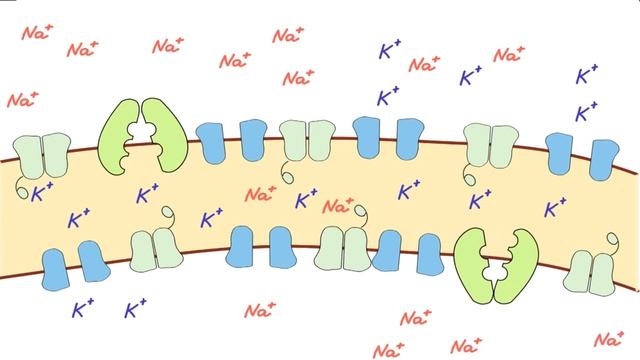 10_класс_Биология_4_токсан_Мембрана әрекет потенциалы#membranepotential#action potential смотреть онлайн