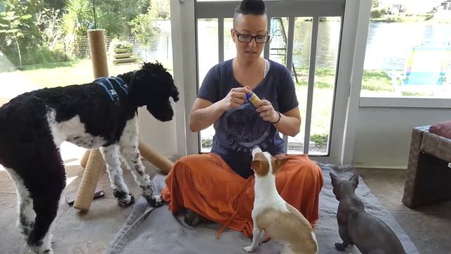 How to use vitamin c for your pets! смотреть онлайн