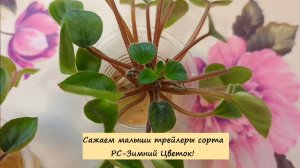 Сажаем малыши трейлеры сорта РС-Зимний Цветок!