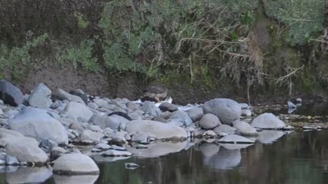 大鷺を食らう смотреть онлайн