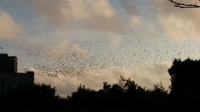 Скворцы в Твери смотреть онлайн