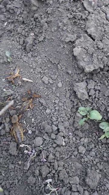 Медведка в огороде смотреть онлайн
