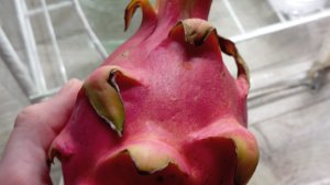 выращиваем питахайю или драконий фрукт дома часть 1