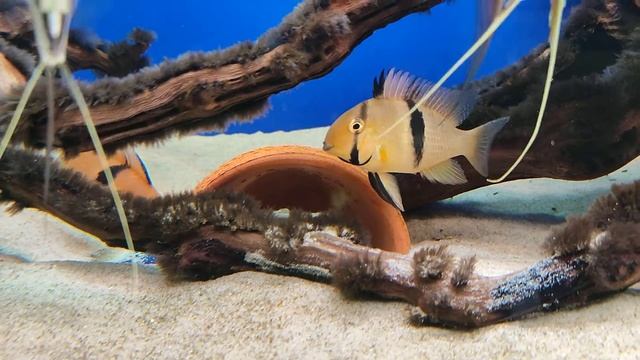 Гвианакара