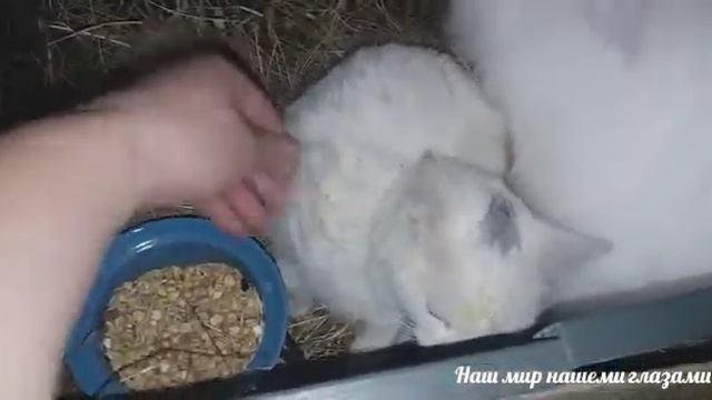 Декоративные домашние кролики смотреть онлайн