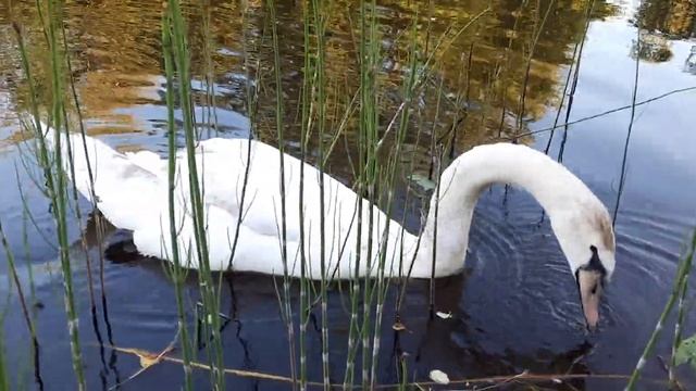 Лебеди в Оковцах подросли и побелели 🦢🦢 смотреть онлайн