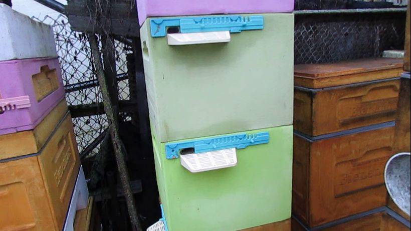 подкормка пчел мининука канди с дрожжами, корма в гнезде нет, не готовил в зиму, 28.01.2025 смотреть онлайн