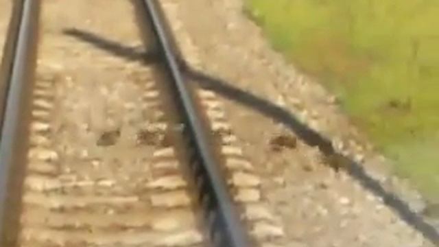 Сапсанчик пропускает утят смотреть онлайн