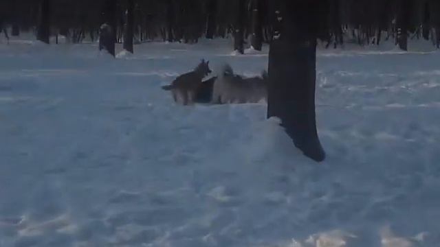 гуляли в парке смотреть онлайн