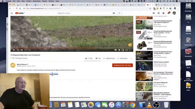 "Big Cats Love Vacations" смотреть онлайн