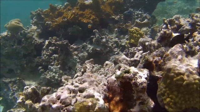 Reef snorkling in Cuba смотреть онлайн