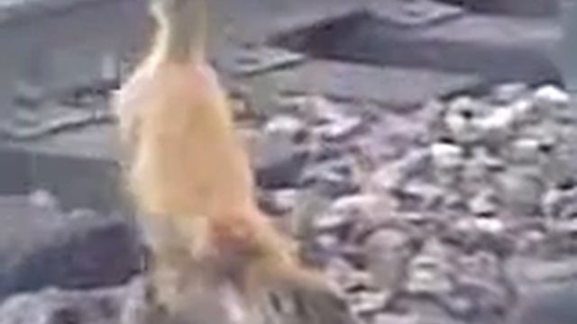 Лиса на шашлик.3gp смотреть онлайн