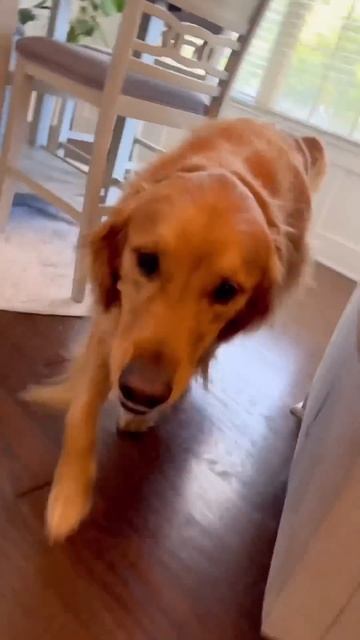 My dog does this when he hears the doorbell! смотреть онлайн