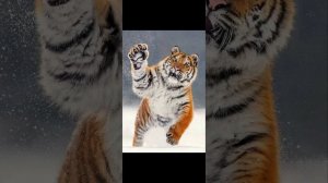 Рычание тигра 🐯🐯