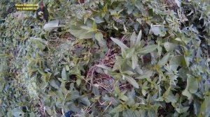 Заготовка крапивы на зиму для кур | Жизнь в селе