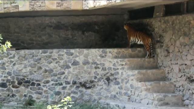 Киевский тигр смотреть онлайн