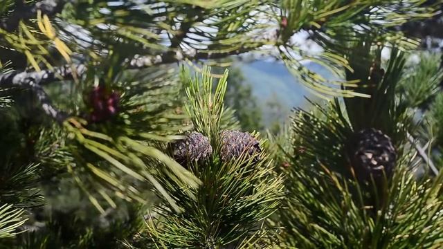 Презентация к стихотворению Л.В. Кокышева "Детям Алтая" смотреть онлайн