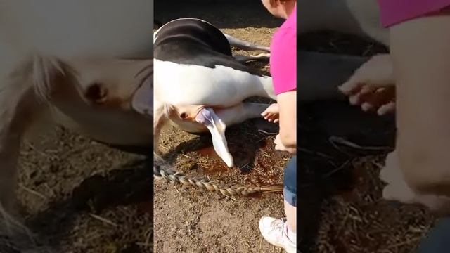 How Horse Fawn Pela Duke Pjell   лошадь родилась   Caballo Llevado   At Doğdu