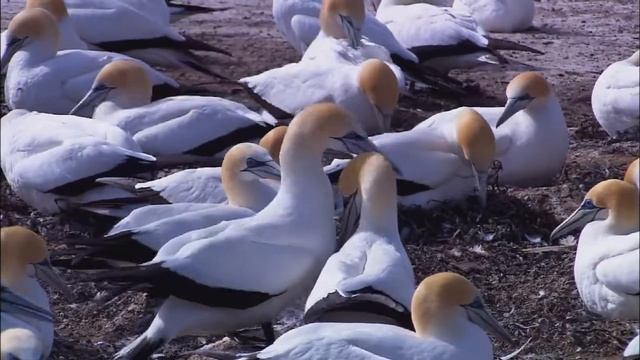 Живая природа смотреть онлайн