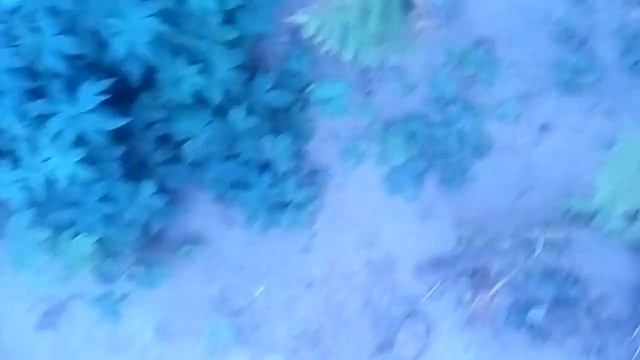 Призвание сиреноголового смотреть онлайн