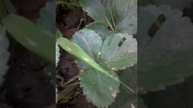 Природа кубани "мое второе видео" смотреть онлайн