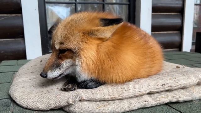 Алиса лиса. Лиса самая главная (The fox is the most important). смотреть онлайн