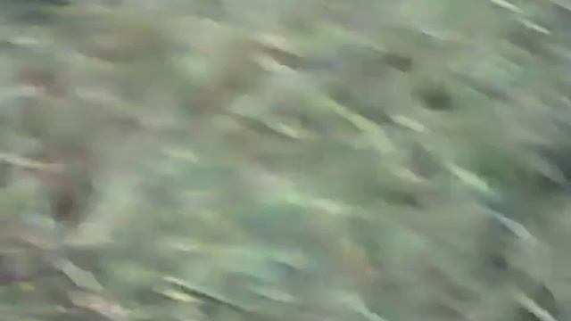 Гонки в Кахуне