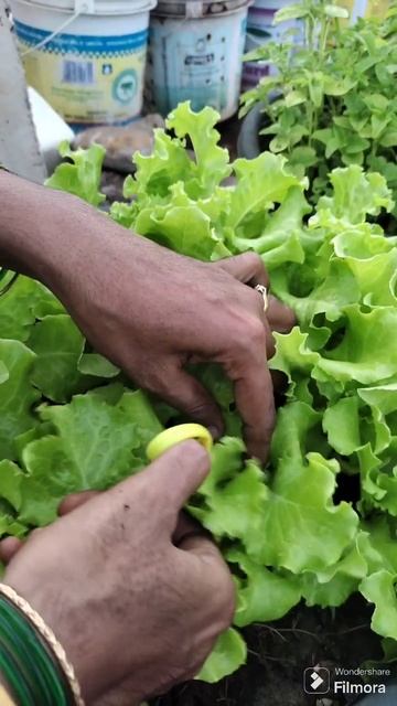 #dietfood #saladleaf#subscribe please#share_like_comment #food #youtubeshorts #subscribe please#sal смотреть онлайн