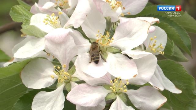 "Сад,огород" (на черкесском языке) смотреть онлайн
