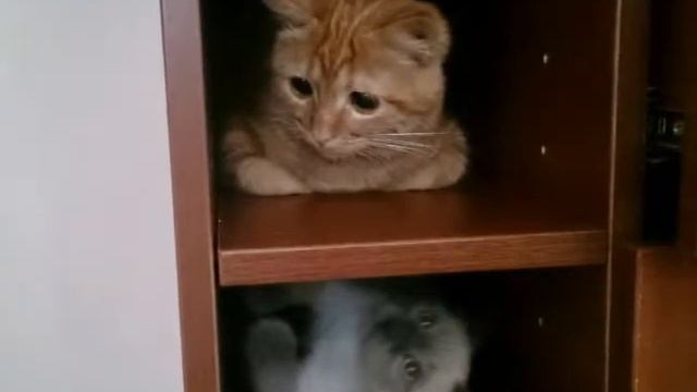 Коты друзья смотреть онлайн