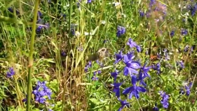 Бабочка тяжеловес смотреть онлайн