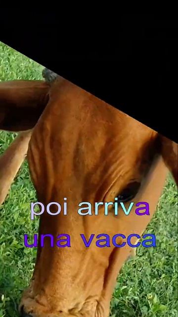 Любовь – как трава – говорят итальянцы в своем анекдоте #Shorts смотреть онлайн