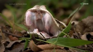 Дикая природа. Самые жуткие змеи Африки