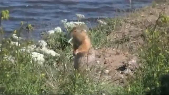 Евражка смотреть онлайн