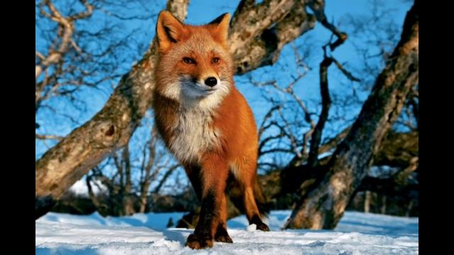 видео про лесу смотреть онлайн