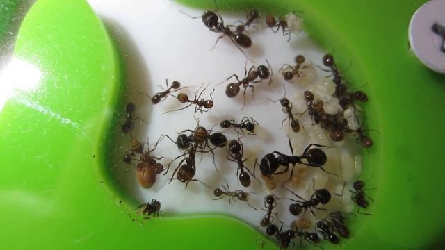 Жизнь моих Messor Structor. 08.02.2016 - 13. смотреть онлайн