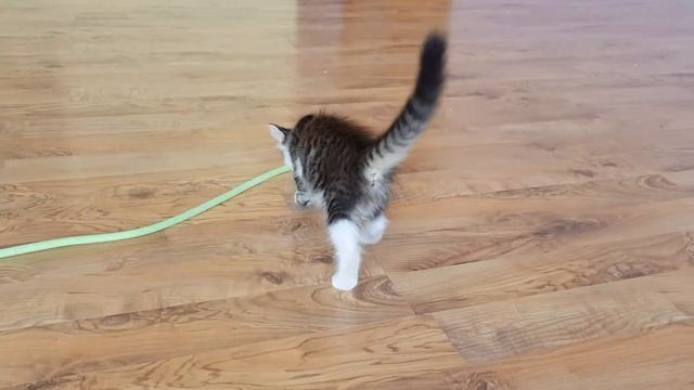 Котики смотреть онлайн