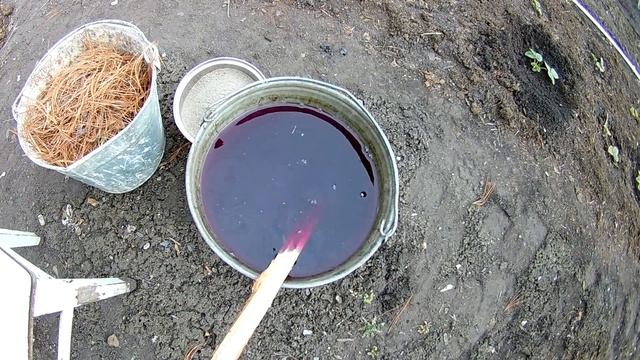 Подкормка клубники весной мульчирование клубники хвойным опадом смотреть онлайн