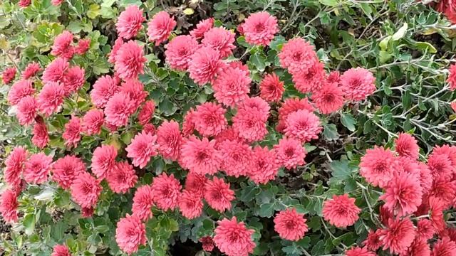 Кровавые цветы 20 серия русская озвучка | Барана никто не поддерживает