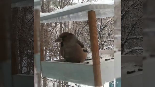 ДУБОНОС И СИНИЦЫ смотреть онлайн