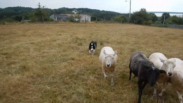 Freya @ 8 months first time on sheep with me! смотреть онлайн