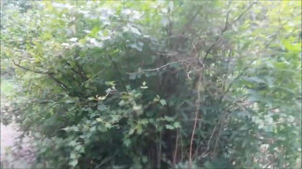 Ботанический сад