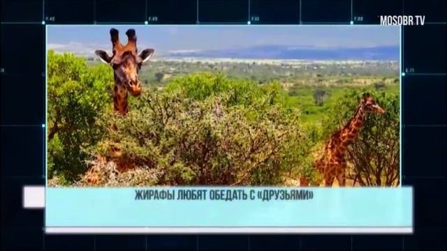 Московский образовательный "А знаете ли вы?" смотреть онлайн