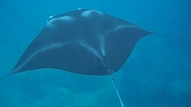 HBDT's Hanauma Bay Hawaii Manta Ray Video смотреть онлайн