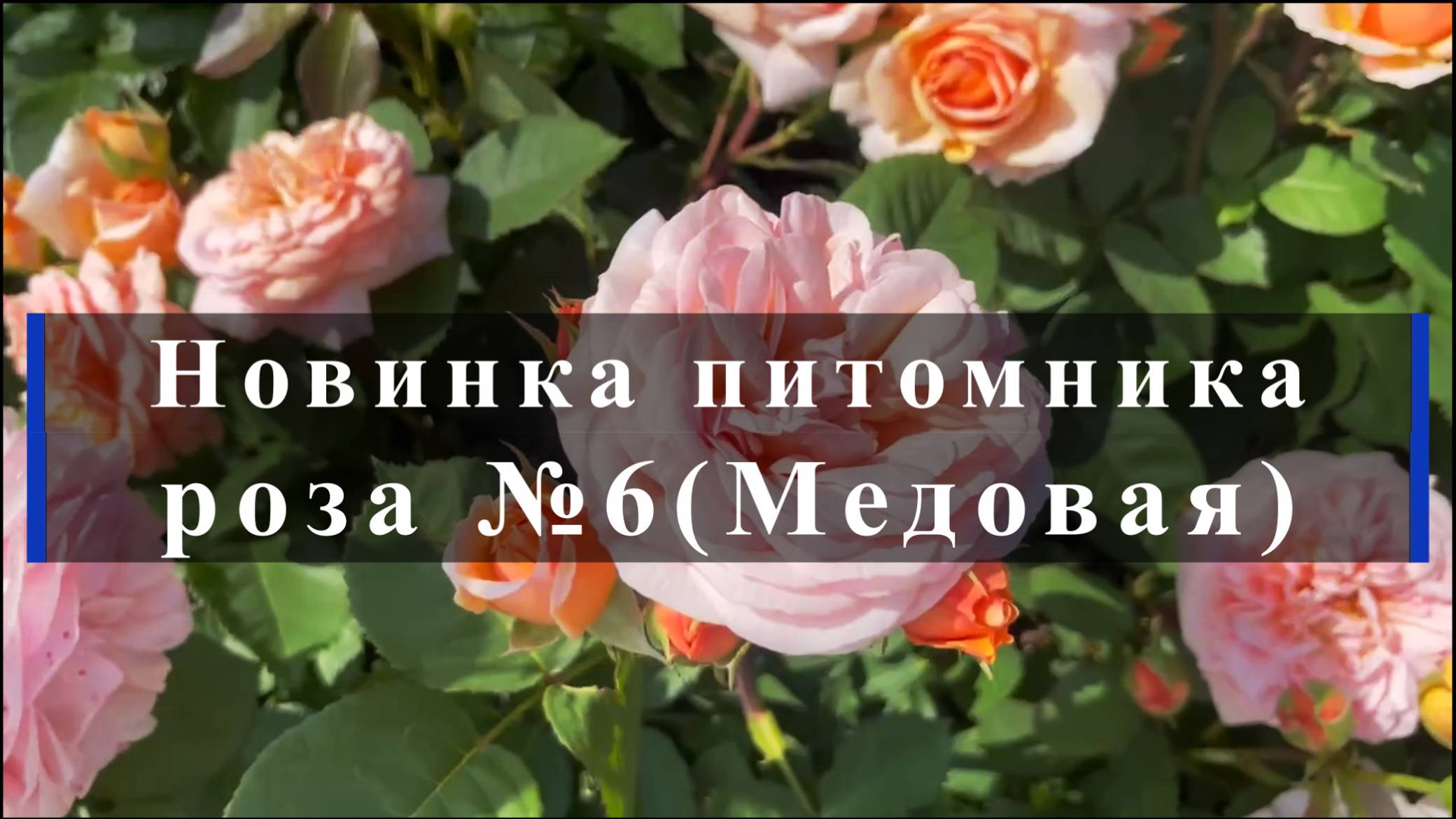 Новинка питомника- роза №6 (Медовая) смотреть онлайн