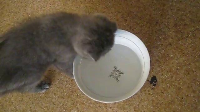 Котя смотреть онлайн