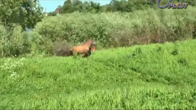 конь версаль смотреть онлайн