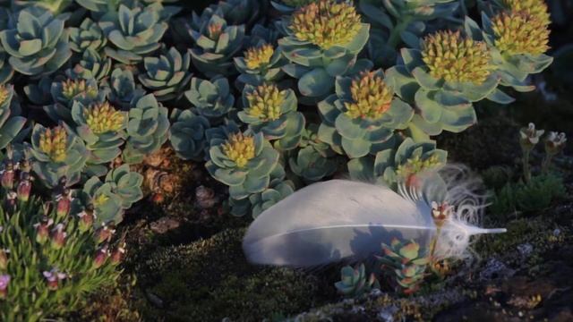 Флора Новой Земли смотреть онлайн